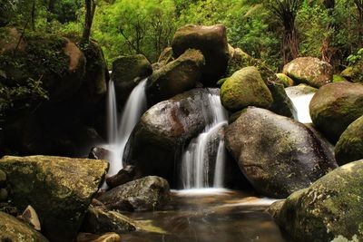 Scenic view of waterfall in forest