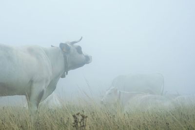Horse grazing in field