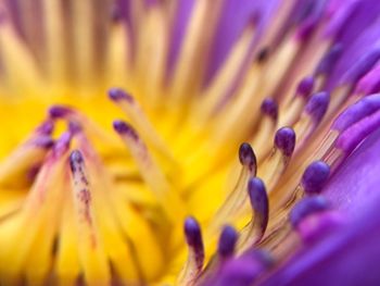 Close-up of purple flower