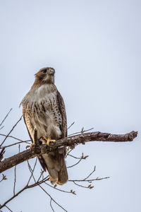 Low angle view of owl perching on branch against clear sky