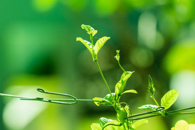 Close-up of fresh green plant