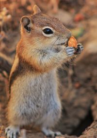 Close-up of squirrel eating food