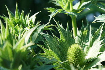 Close-up of plant growing on field