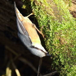 Close-up of bird perching on a tree