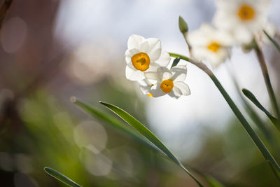 Close-up of white flowering plant