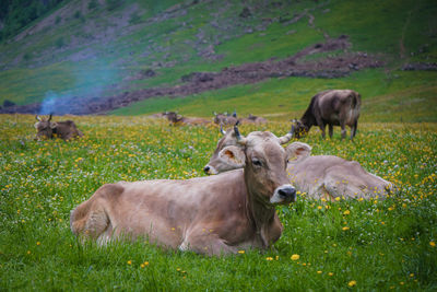 Cows in a field