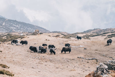 View of horses on landscape