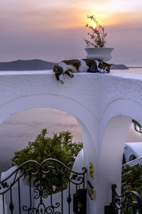 View of a cat looking at sunset