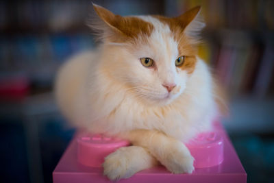 Close-up portrait of a cat