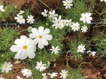 High angle view of white flowering plants on field