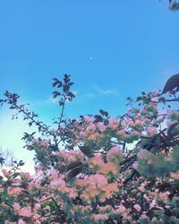 Low angle view of cherry blossom against blue sky