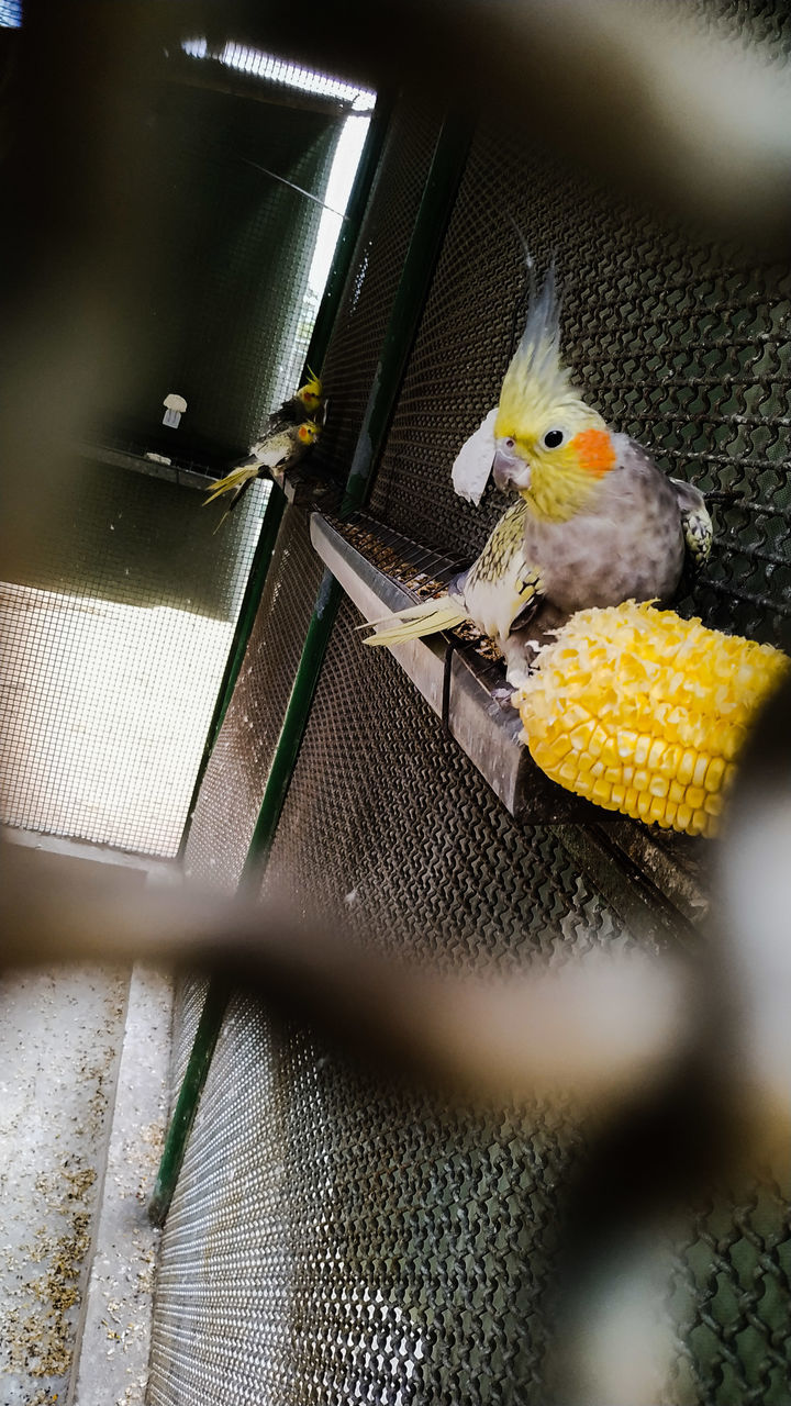 HIGH ANGLE VIEW OF A BIRD ON THE FLOOR