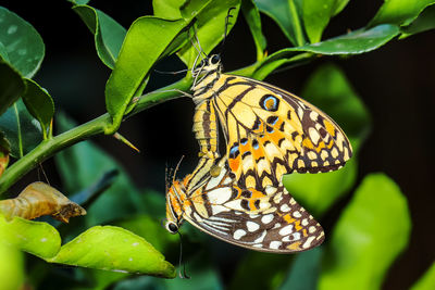 Butterfly on a leaf