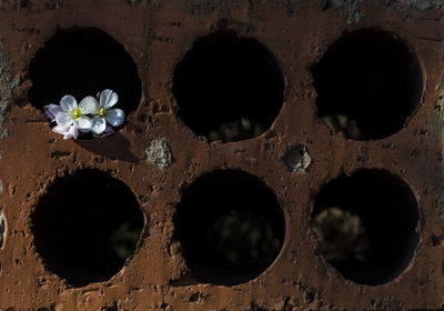 Close-up of flowers window