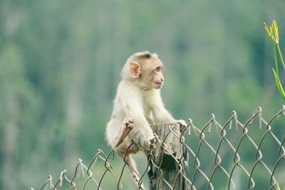 Baby monkey sitting by fence