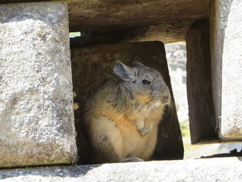 Chinchilla amidst stone