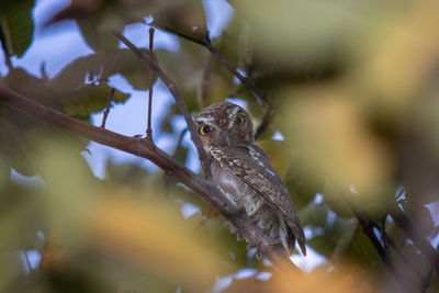 Close-up of a bird looking away