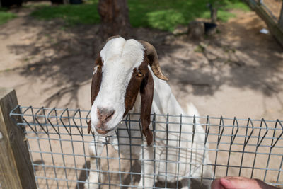 Close-up of horse standing by fence