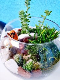 Close-up of fish in plate