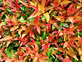 Full frame shot of autumnal leaves