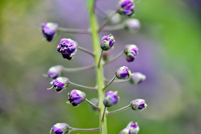 Close-up of purple flowering plants