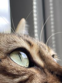 Close-up portrait of a cat