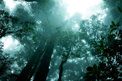 A thin mist in the deep forest at the dawn of a new day in the rainforest.