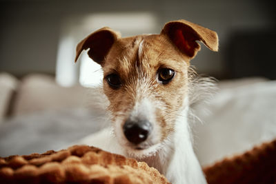 Dog portrait close up