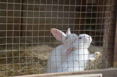 View of a cat in cage