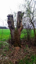 Trees on field in forest against sky