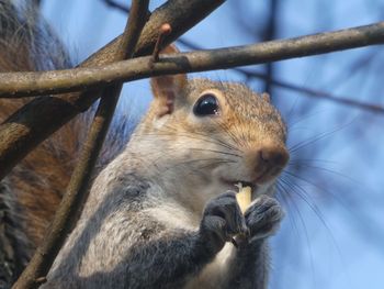 Close-up of squirrel on branch