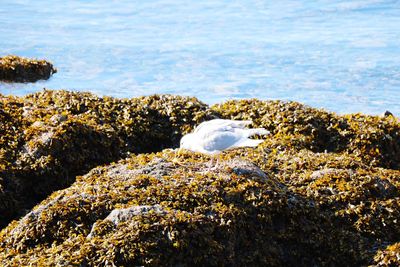 Scenic view of sea shore