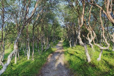 Road amidst trees in forest