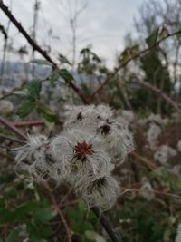 Close-up of plant