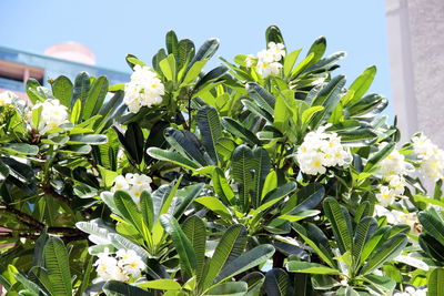 Close-up of white flowering plants against sky