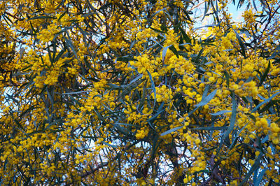 Low angle view of yellow flower tree