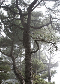 Low angle view of trees in forest against sky