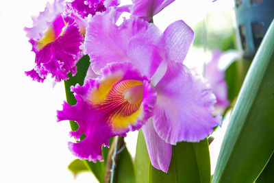 Close-up of purple flowers blooming outdoors