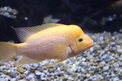 animal
