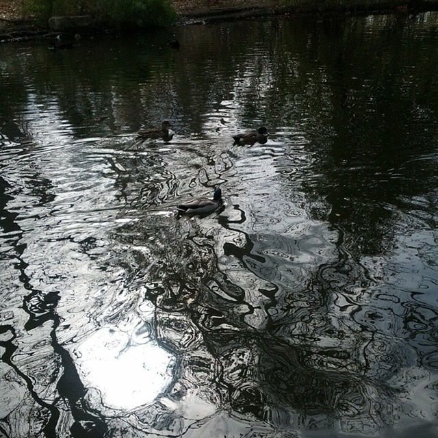 water, bird, lake, reflection, animal themes, animals in the wild, wildlife, duck, high angle view, nature, rippled, pond, waterfront, tranquility, swimming, outdoors, day, no people, river, floating on water