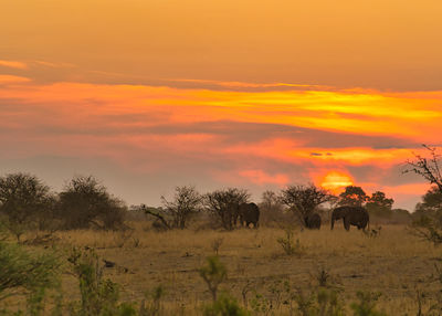 Scenic view of field against sky during sunset