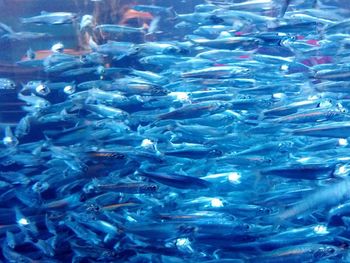 Fish swimming in water