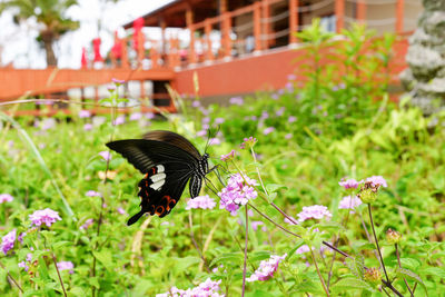 Butterfly pollinating on flower