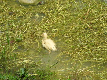 View of bird in water