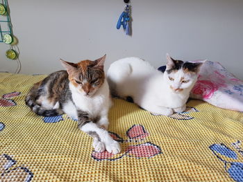 Portrait of cat resting on bed