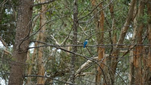 Bird perching on a tree