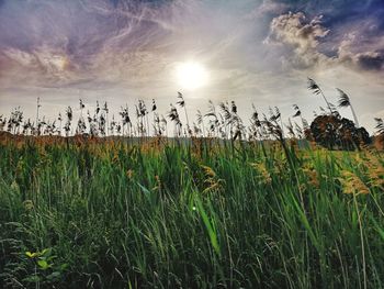 Plants growing on field against sky