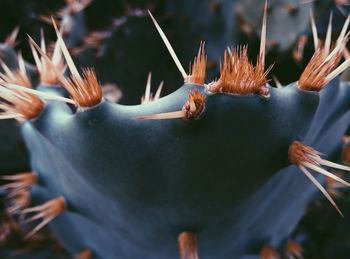 Extreme close-up of cactus