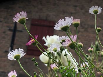 Close-up of white flowering plant