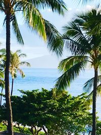 Palm trees by sea against sky